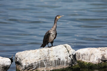 great black cormorant on a rock in the water
