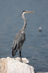 grey heron on a rock in a lake