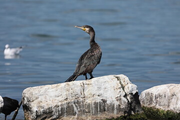 great black cormorant on a rock in the water