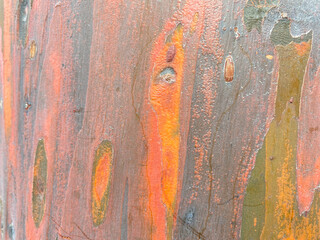 Bark of a Rainbow Eucalyptus (Eucalyptus deglupta) tree
