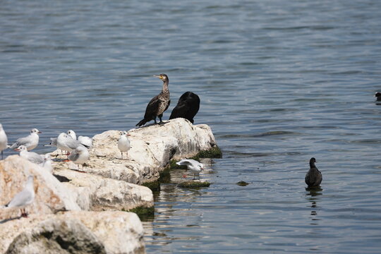 great cormorants group on some rocks in the water