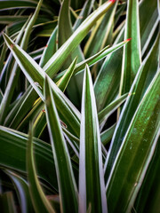 Fototapeta premium Chlorophytum comosum aka Spider plant close-up