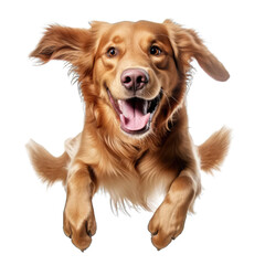 Golden retriever running and jumping happily on transparent background