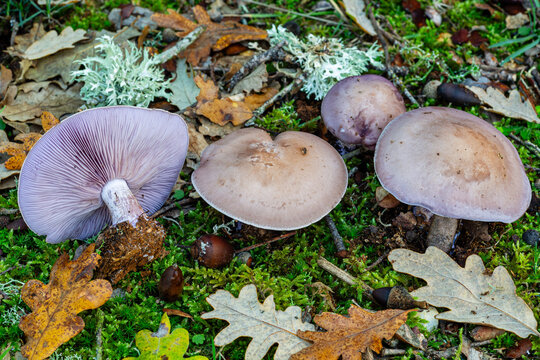 Lepista nuda. Blue foot mushrooms, on the oak forest floor.