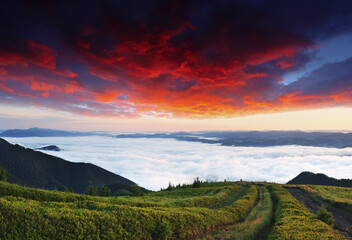 Fototapety na wymiar - Fototapeta24.pl