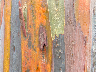 Bark of a Rainbow Eucalyptus (Eucalyptus deglupta) tree