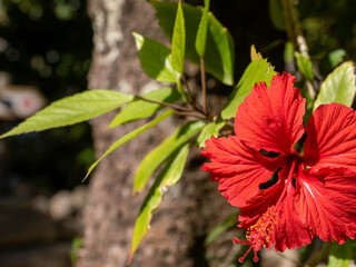 沖縄県本部町備瀬のフクギ並木