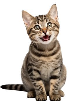 Naklejki Happy smiling cat on png transparent background