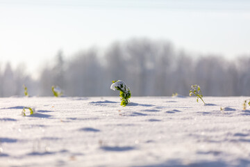 green plant through the snow