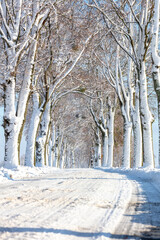 snow covered trees