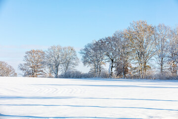snow covered trees