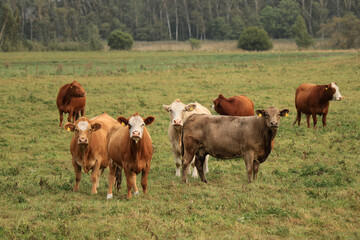 Fototapeta na wymiar braune und weiße Rinder auf einer Weide