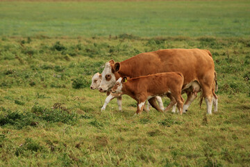Rinder mit Kälbern auf der Weide