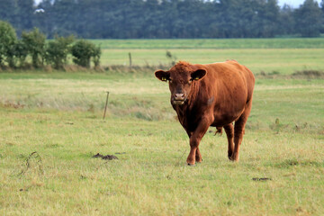 ein junger brauner Bulle auf der Weide