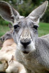 portrait of a kangaroo. High Quality. Funny.