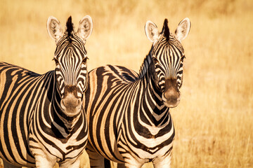 Couple of plain zebras (Equus quagga) looking at camera, Etosha National Park, Namibia