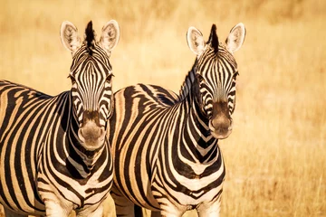 Gordijnen Couple of plain zebras (Equus quagga) looking at camera, Etosha National Park, Namibia © Maurizio De Mattei