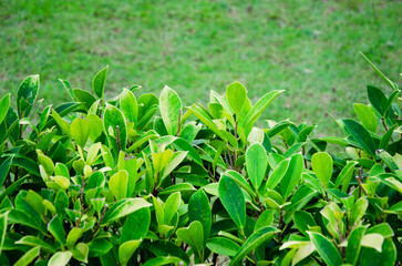 Green Leaf texture for Background. green hedge in yard. Landscape design