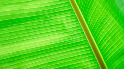 Close-up texture of green banana palm leaf. Green leaf, natural background