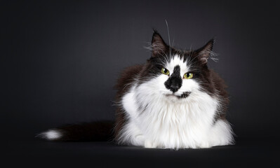 Majestic black and white Norwegian Forestcat with funny smirk face markings, laying down facing...