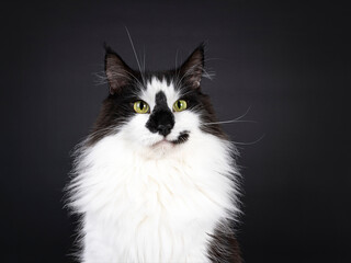 Head shot of majestic black and white Norwegian Forestcat with funny smirk face markings, laying...