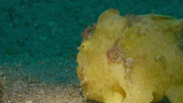 Painted frogfish unsuccessfully waving lure at visible shrimp without successful strike