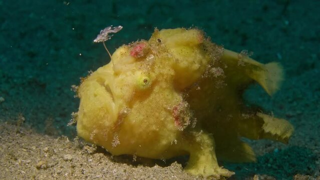 Painted frogfish showing process of using lure up and down to attract shrimp