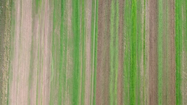 Machines till the fields for the coming harvest year. Top down drone shot.