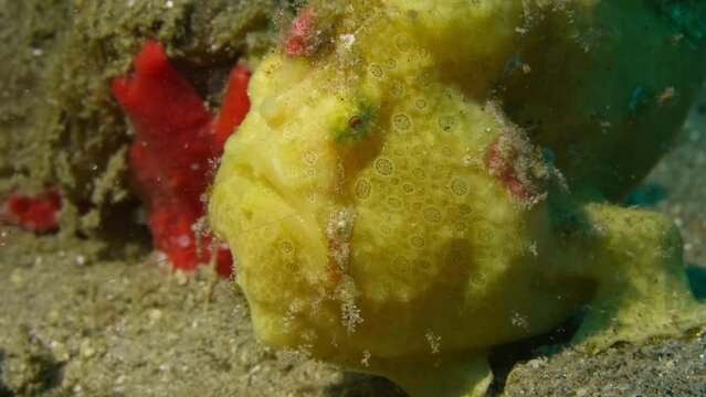 Painted frogfish walking backward after eating shrimp (shrimp still coming out of mouth)