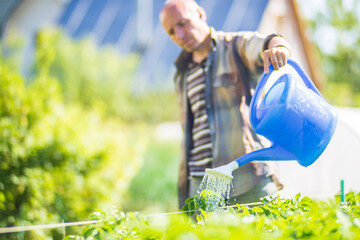 A farmer with a garden watering can is watering vegetable plants in summer. Gardening concept. Agriculture plants growing in bed row