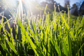 Obraz premium Closeup of lush uncut green grass with drops of dew in soft morning light. Beautiful natural rural landscape for nature-themed design and projects