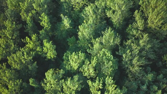 Top down shot of the crowns of trees above a German forest.