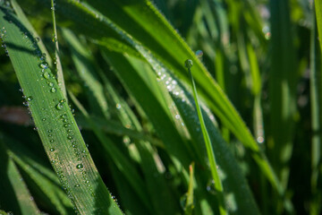 Closeup of lush uncut green grass with drops of dew in soft morning light. Beautiful natural rural...