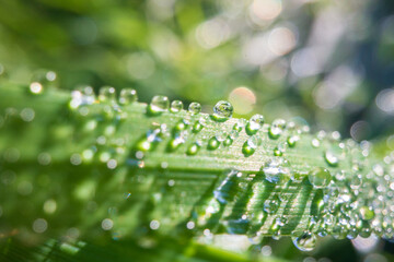 Closeup of lush uncut green grass with drops of dew in soft morning light. Beautiful natural rural landscape for nature-themed design and projects