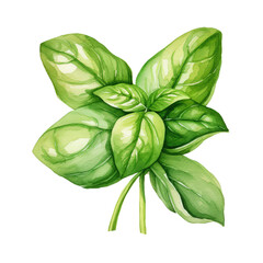 Culinary Herb Basil Watercolor Illustration on White Background