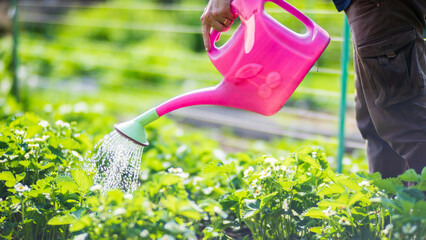 Watering vegetable plants on a plantation in the summer heat with a watering can. Gardening...