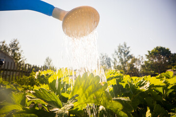 Watering vegetable plants on a plantation in the summer heat with a watering can close-up....