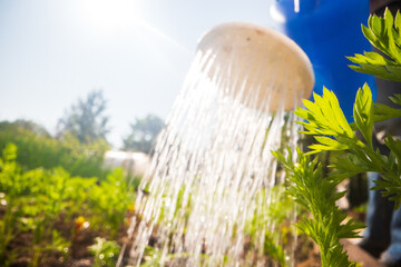 Watering vegetable plants on a plantation in the summer heat with a watering can close-up....
