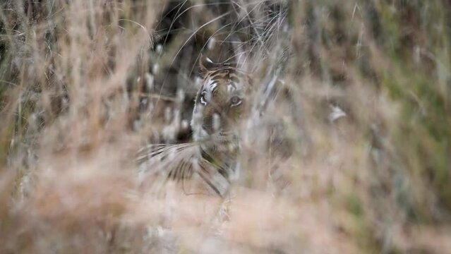 Tiger looking at us through the foliage in Ranthambore national park