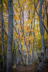 Foliage autunnale in ambiente naturale
