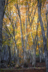 Fototapeta premium Foliage autunnale in ambiente naturale 