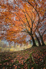 Foliage autunnale in ambiente naturale
