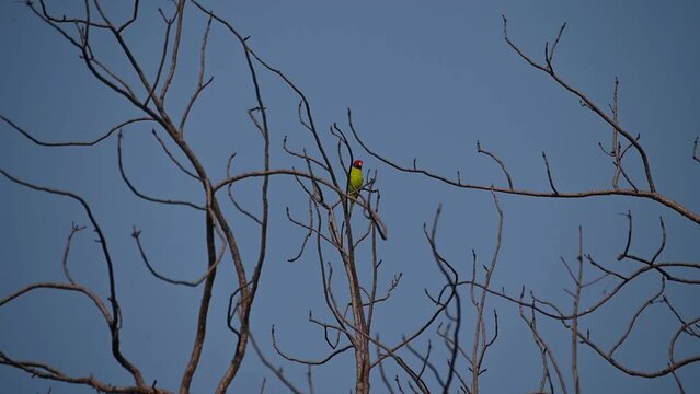 Plum-headed parakeet perched up elegantly in Ranthambore national park