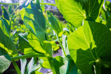 Stem and leaves of pea close-up in the farm. Green fresh natural food crops. Gardening concept. Agricultural plants growing in garden beds