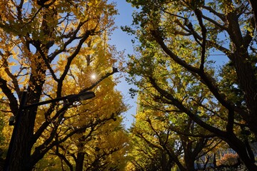 秋晴れの神宮外苑イチョウ並木