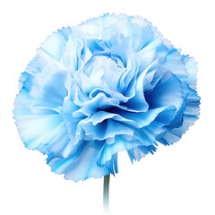sky blue crystal carnation,sky blue carnation made of crystal isolated on transparent background,transparency 