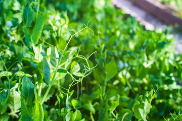 Stem and leaves of pea close-up in the farm. Green fresh natural food crops. Gardening concept. Agricultural plants growing in garden beds