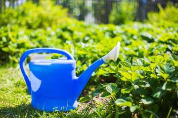 Watering vegetable plants on a plantation in the summer heat with a watering can close-up....