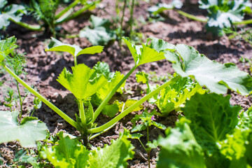 Pumpkin crops planted in soil get ripe under sun. Cultivated land close up with sprout. Agriculture plant growing in bed row. Green natural food crop