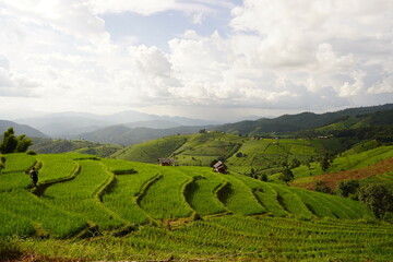 Fototapeta na wymiar Rice terraces at Doi Inthanont Chiang Mai